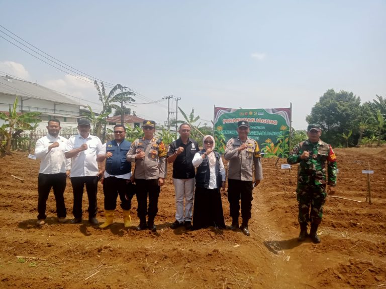 Program Ketahanan Pangan: Polsek Caringin Gelar Penanaman Jagung di Desa Pasir Muncang